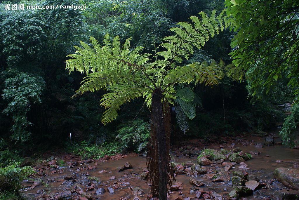 热带雨林植物有哪些（盘点十大热带雨林植物）