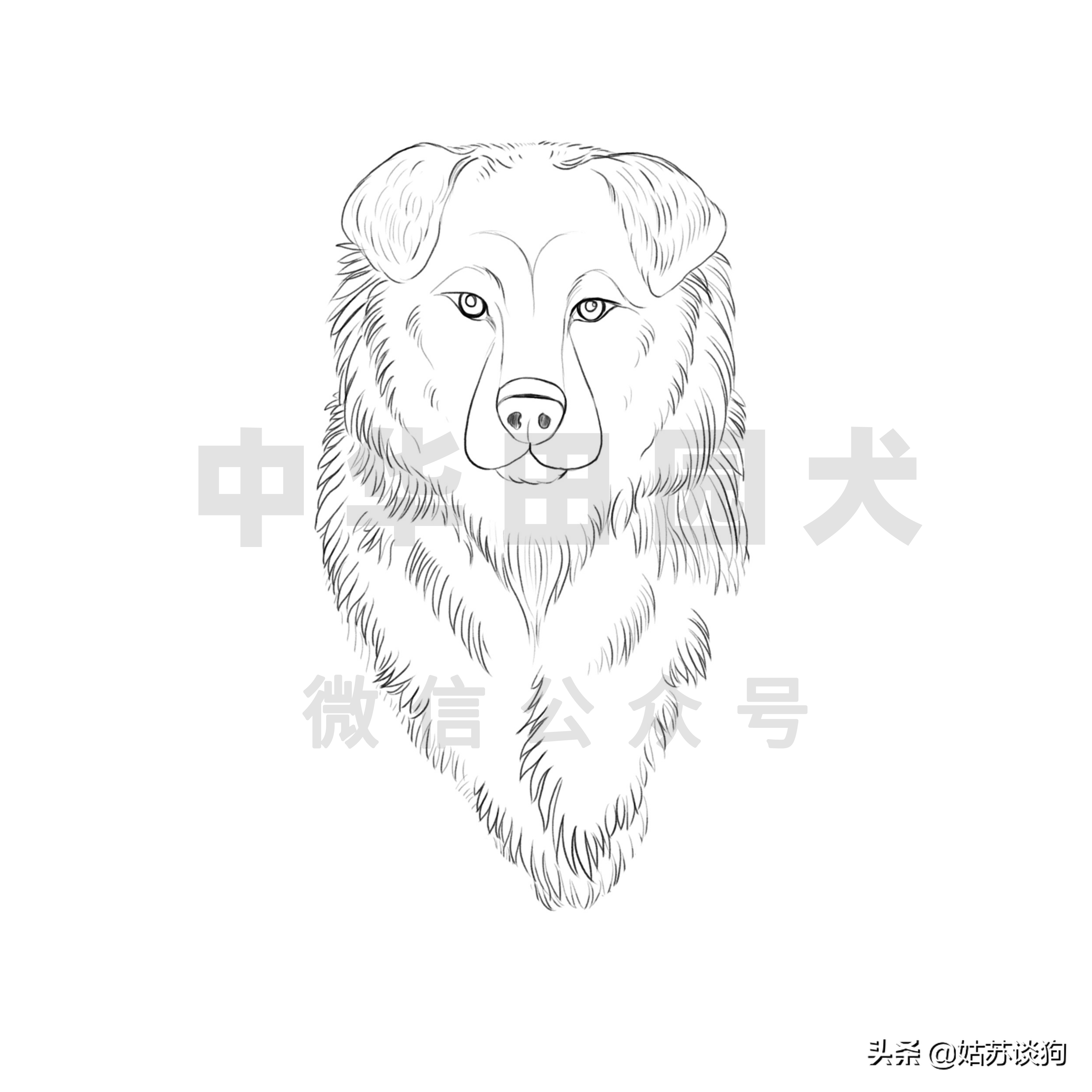 黑背犬的体重到底有多少？（养狗必备：不同品种犬的体重指南）