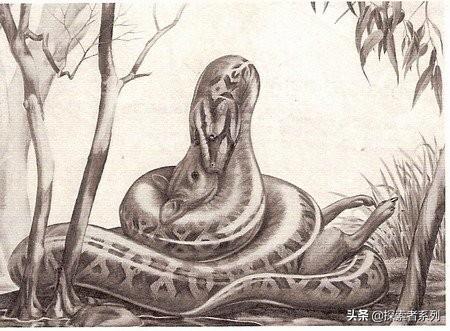世界上最古老的蛇有哪几种（盘点六大远古巨蛇）