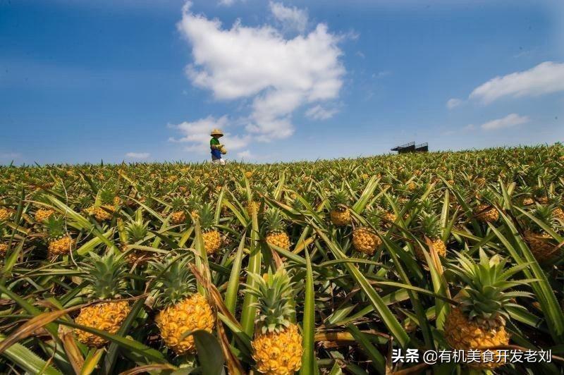 凤梨怎么削皮（简单快捷菠萝削皮方法）