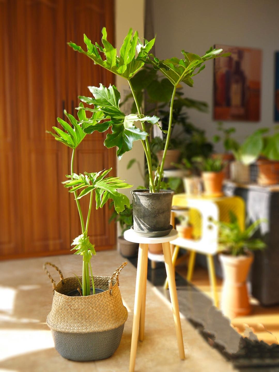 观赏植物有哪些(盘点100种大型盆栽观叶绿植)