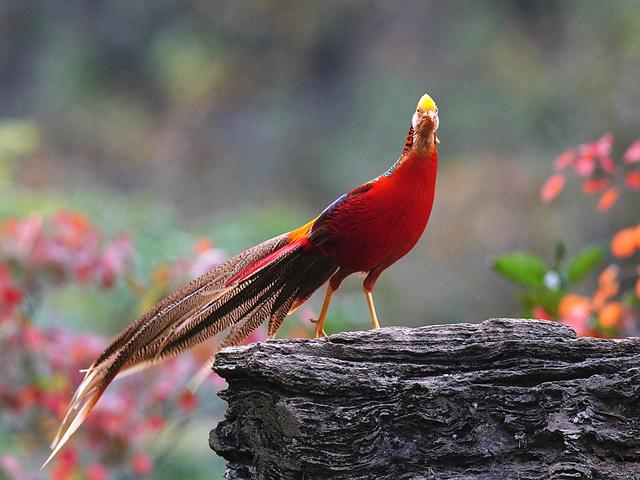 雄的叫"凤",雌的叫"凰",凤凰在哪里现身过,是一个物种吗?