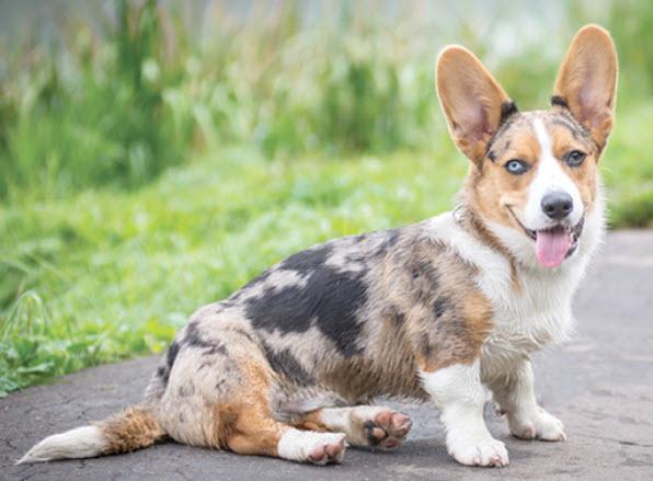 小型犬有哪些（盘点智商超高的9种小型犬）