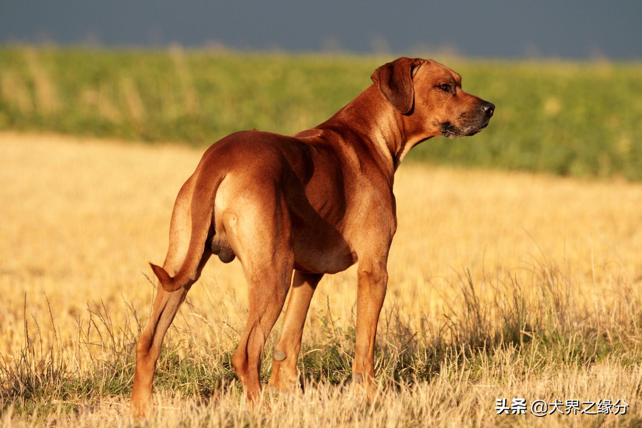 纯种马赫泰犬价格及体态特征（国内养犬爱好者必读的购买指南）