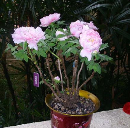 牡丹花怎样种植和养护（盆栽牡丹养护“秘诀”分享）