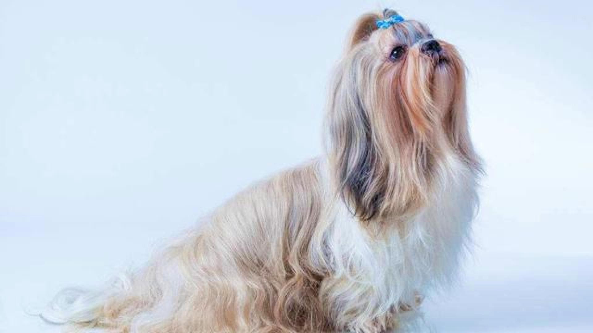 十大最省心的小型犬品种，第一次养狗养它轻松很多