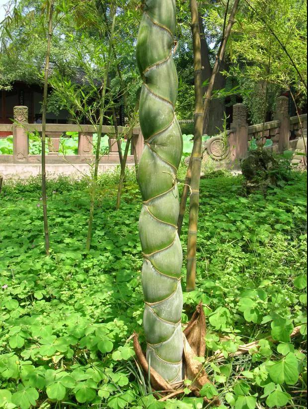 林草科普|中国竹类植物