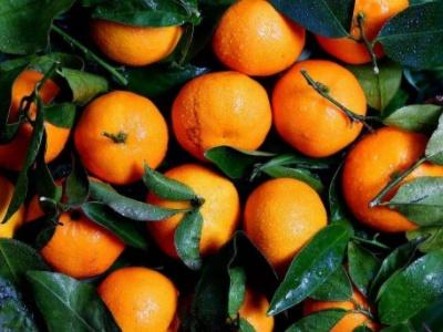 橘子丰收是什么季节（揭晓橘子成熟的季节是几月）