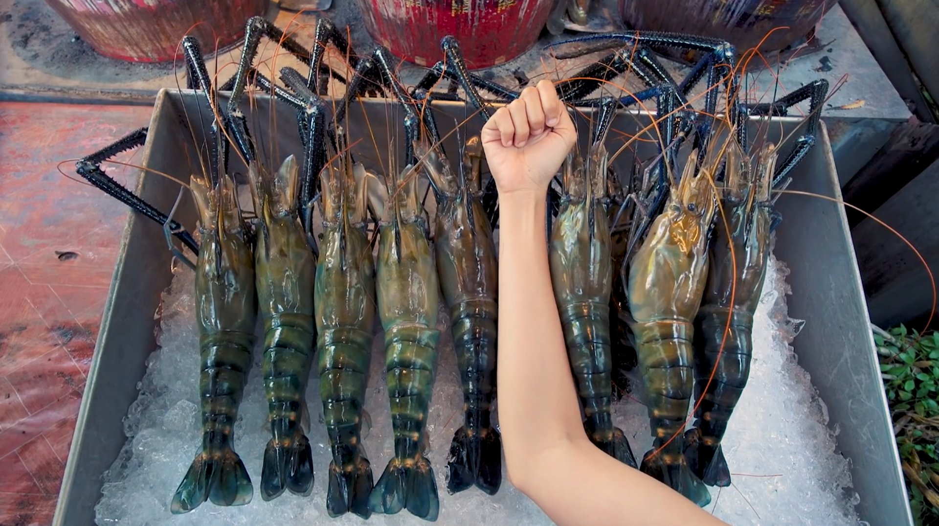越南沼虾图片