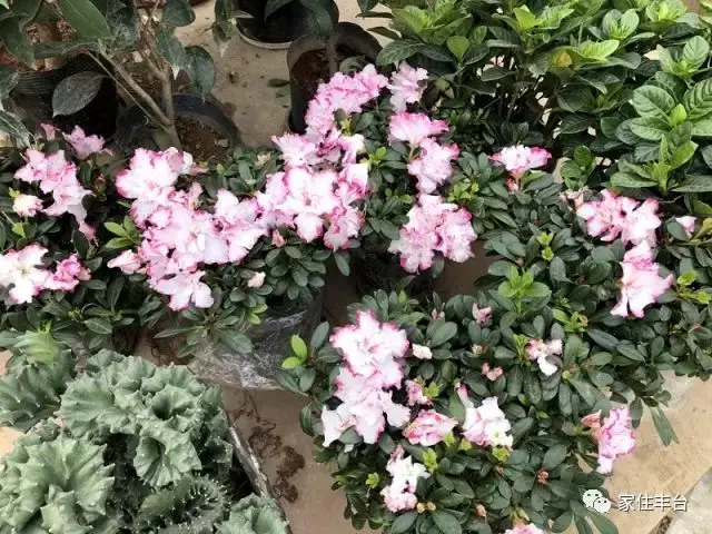 北京四大花市，丰台四大花市逛买攻略