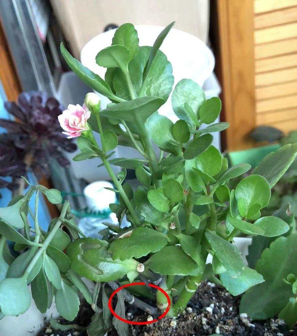 长寿花怎么养才开花（长寿花保姆级养护攻略）