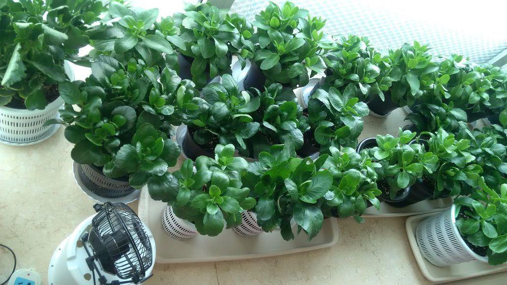 长寿花怎么养才开花（长寿花保姆级养护攻略）