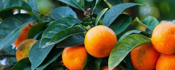 橘子丰收是什么季节（揭晓橘子成熟的季节是几月）
