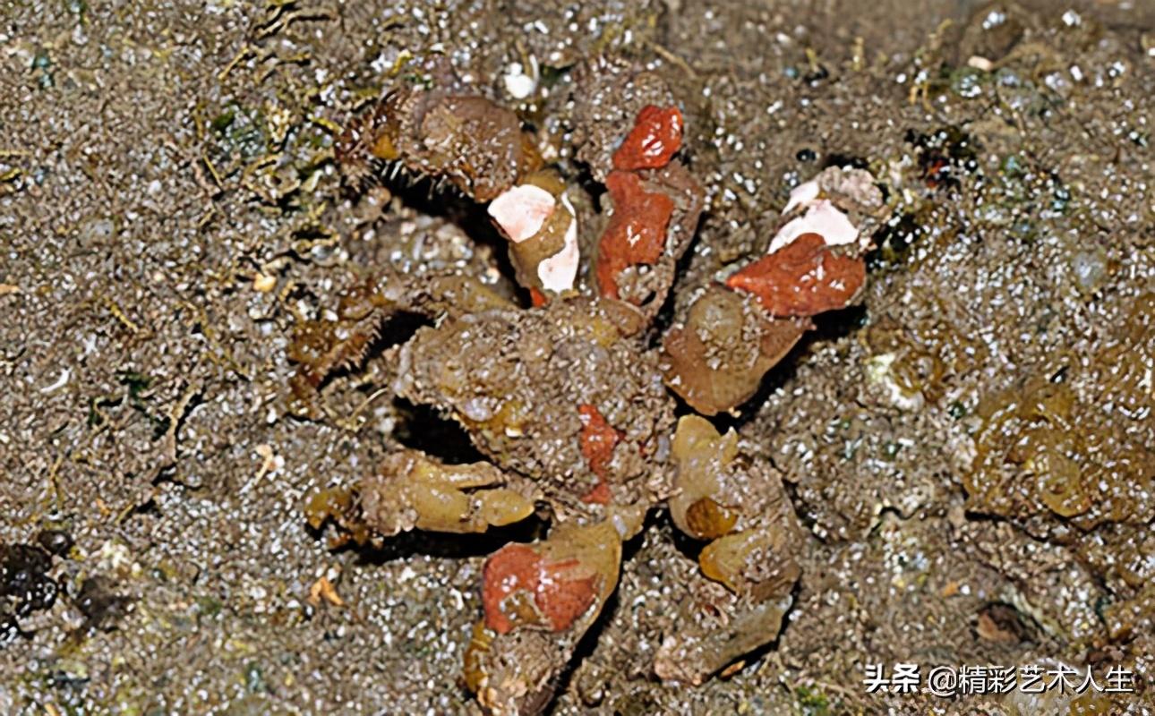 世界上最危险的螃蟹是啥（全球最毒的螃蟹排名）