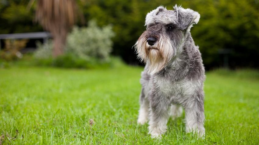 小型犬有哪些（盘点智商超高的9种小型犬）