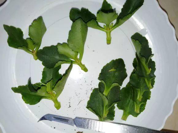 长寿花怎么养才开花（长寿花保姆级养护攻略）