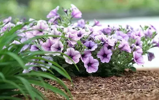 各种花开放的时间（100种常见花的花开时间附图）