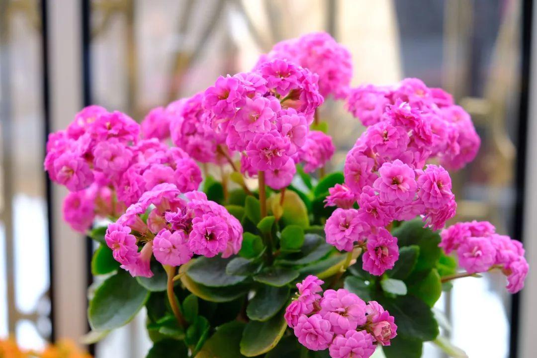长寿花怎么养才开花（长寿花保姆级养护攻略）