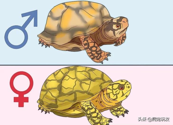 巴西龟怎么分公母（辨别雌雄巴西龟窍门介绍）