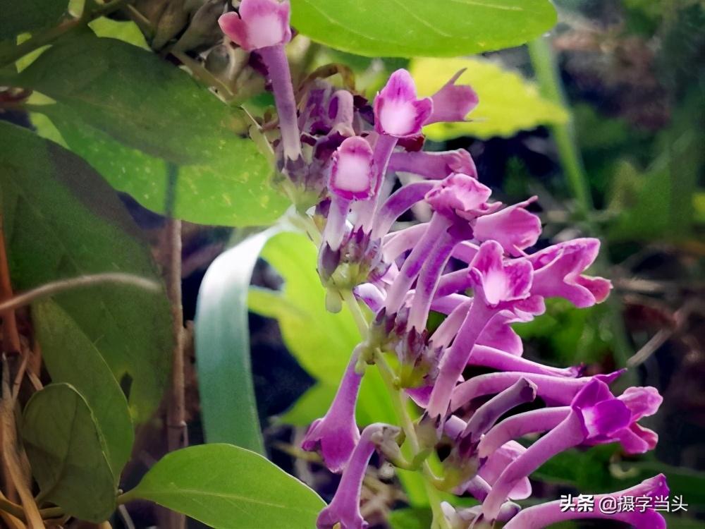 毒鱼藤功效与作用(鱼藤根的用途)