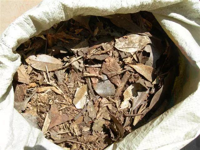 兰草怎么养才能旺盛（详解兰花爆盆养护要点）