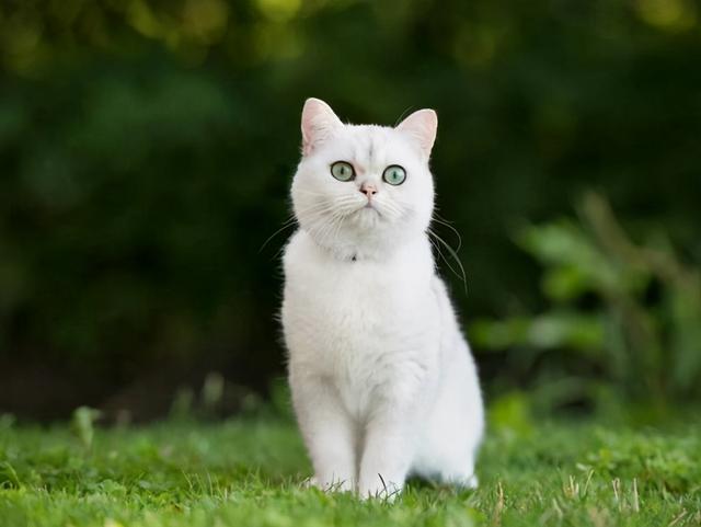 猫咪拉稀什么原因怎么治，猫咪拉稀是什么原因怎么治疗