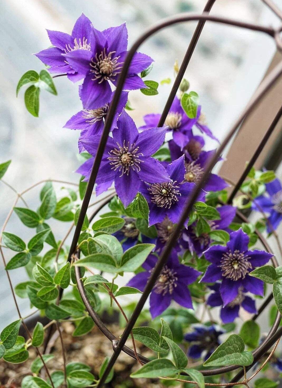 多次施肥,在花期之前,发芽后,在铁线莲的生长旺盛期,我们要经常施肥