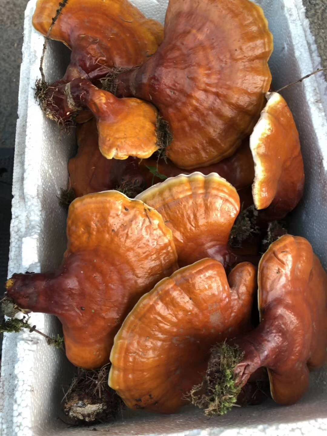 鹿鞭怎样泡酒(鹿尾鞭泡酒最佳配方)