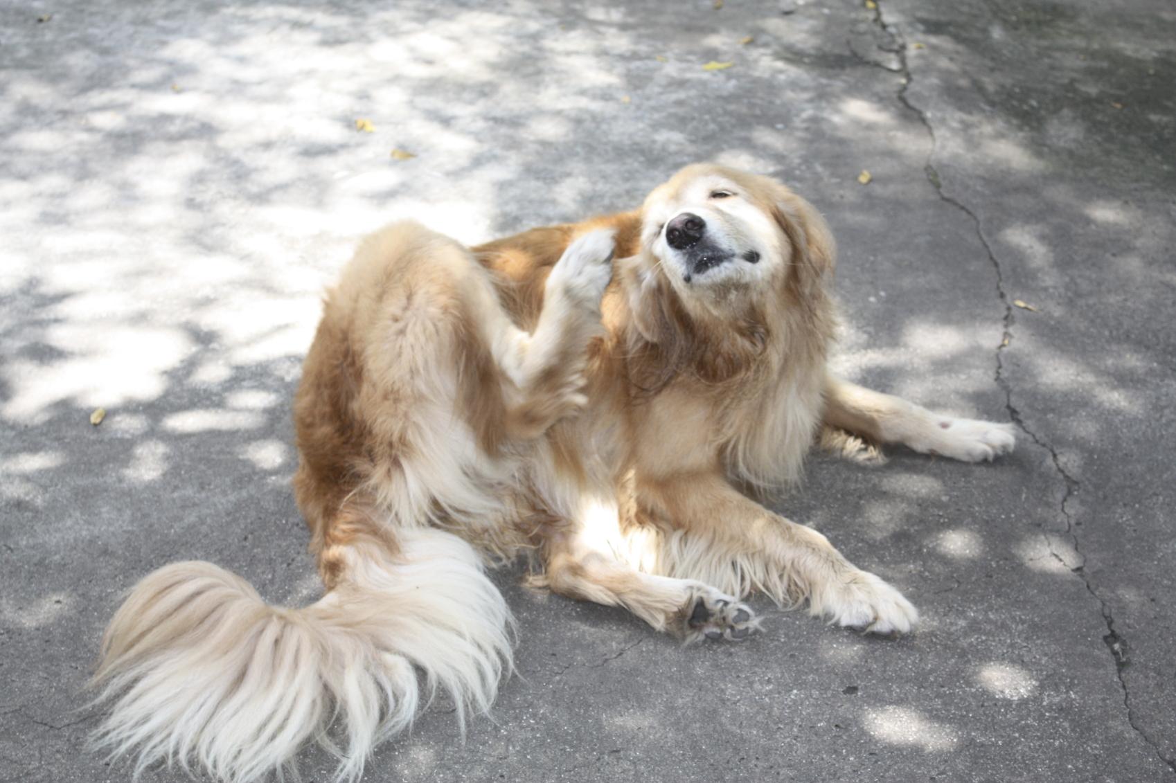 宠物中耳炎什么症状 犬猫中耳炎