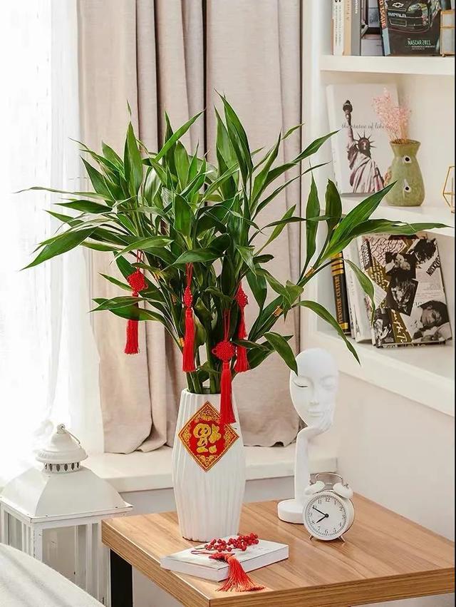 富贵竹冬天怎么养(富贵竹放客厅大忌)