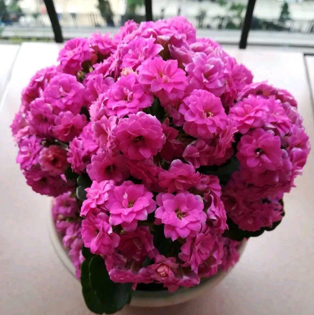 长寿花怎么养才开花（长寿花保姆级养护攻略）
