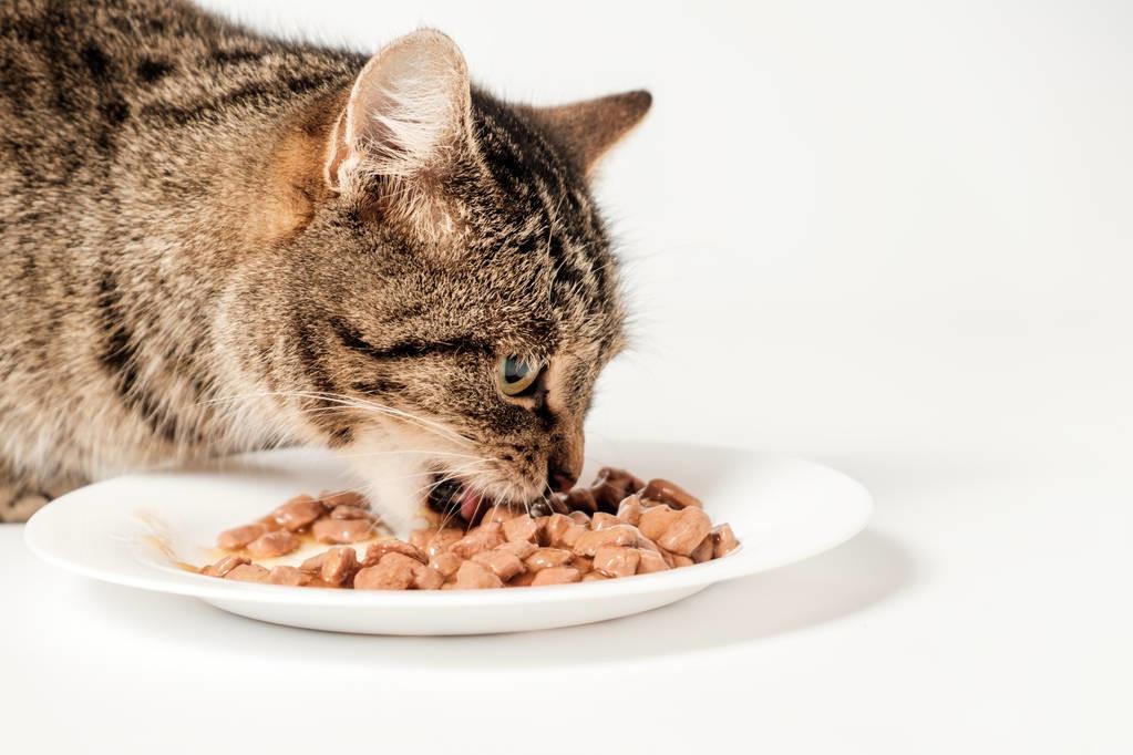 喂猫吃鸡胸一次为多少（猫咪饮食指南）