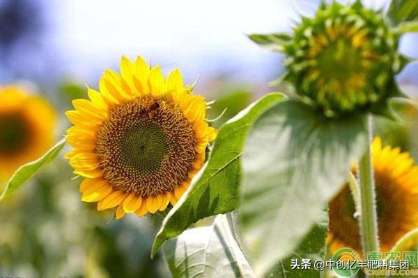 向日葵在几点开花（关于向日葵的花期及管理介绍）