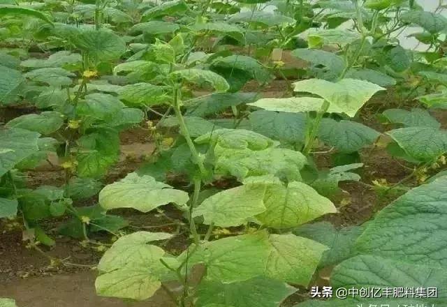  农作物叶子变黄是什么原因，农作物叶片发黄不知什么原因 