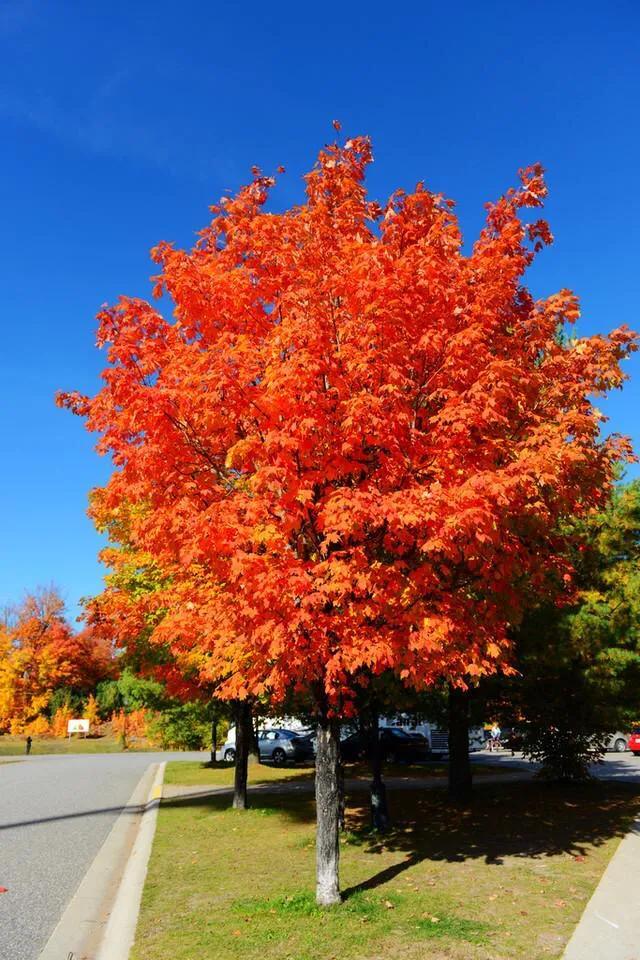 枫叶及赏枫胜地介绍