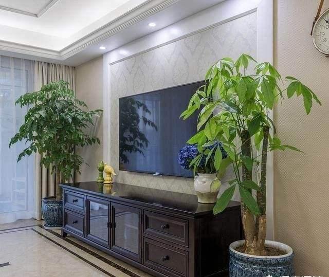 客厅最旺宅的大型植物推荐（九种“旺财”大型的盆栽绿植）