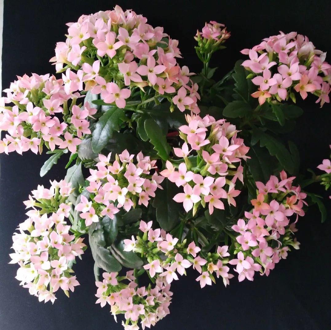 长寿花怎么养才开花（长寿花保姆级养护攻略）