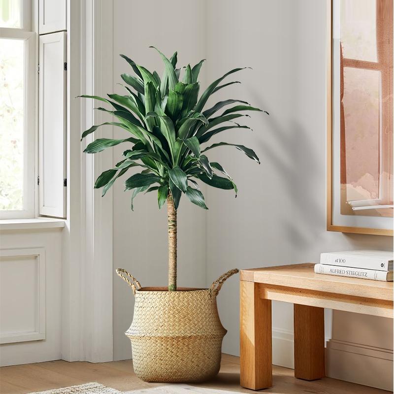 观赏植物有哪些(盘点100种大型盆栽观叶绿植)