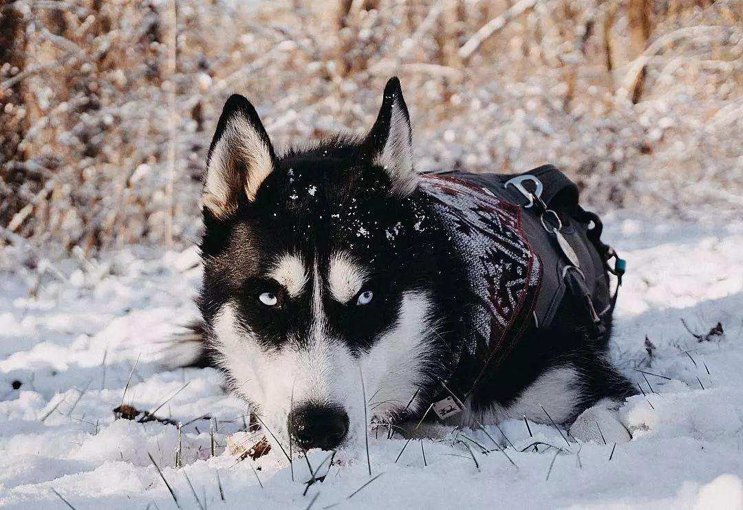 宠物狗能当警犬吗（如何训练宠物狗成为优秀警犬）