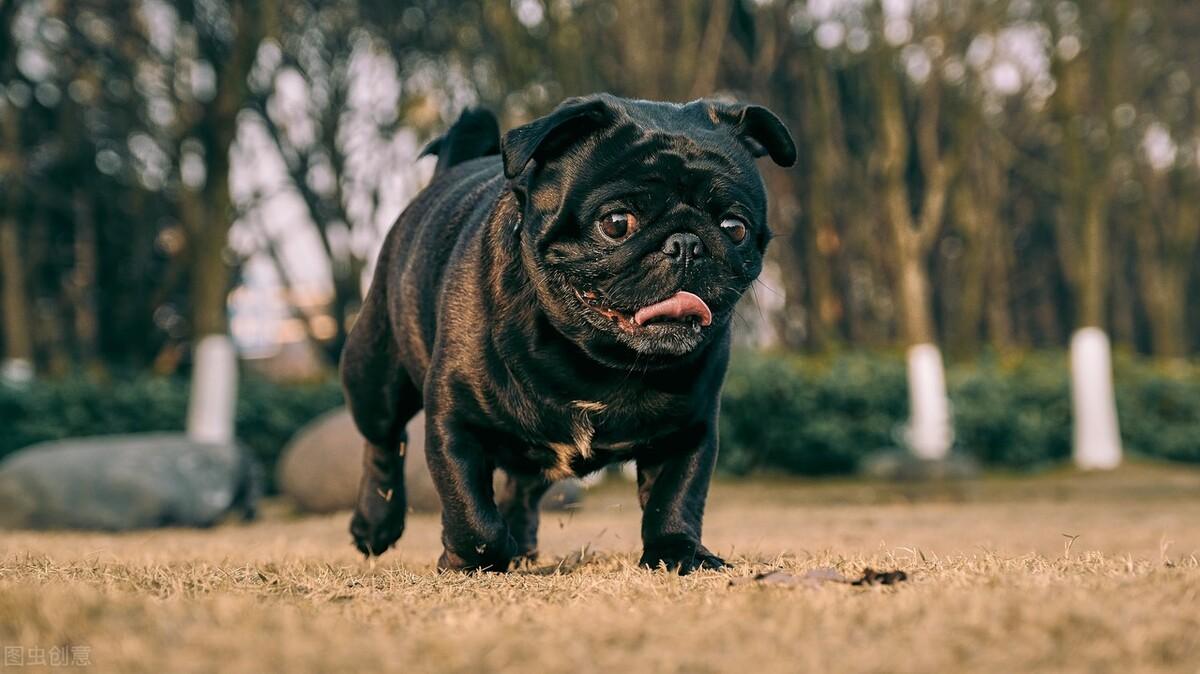 成年巴哥一次喂多少量（巴哥犬饲养指南）