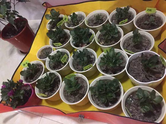 长寿花怎么养才开花（长寿花保姆级养护攻略）