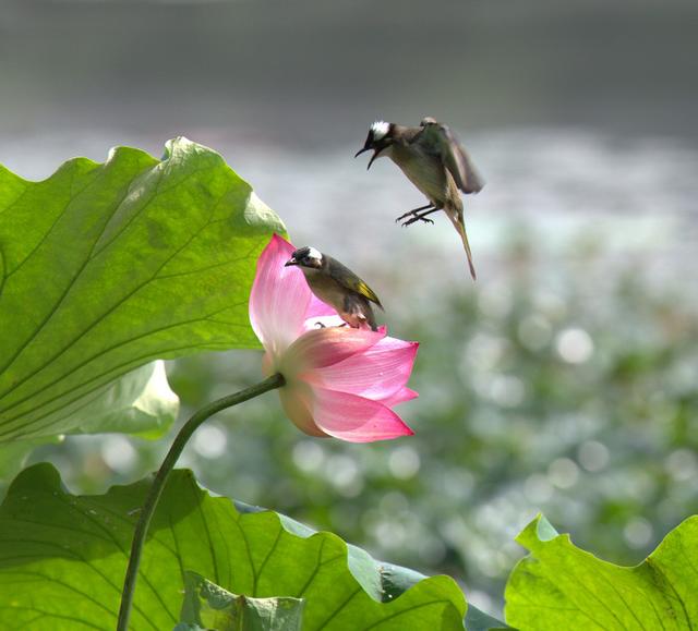 白头翁吃什么(白头翁鸟公母对照图)