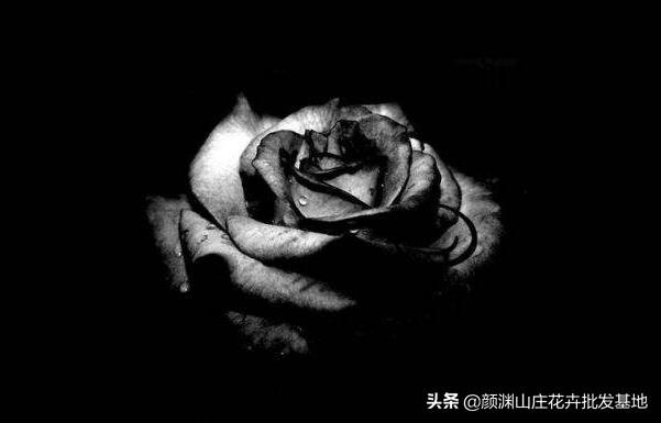 黑色玫瑰的花语是什么意思（解析黑玫瑰的象征含义）
