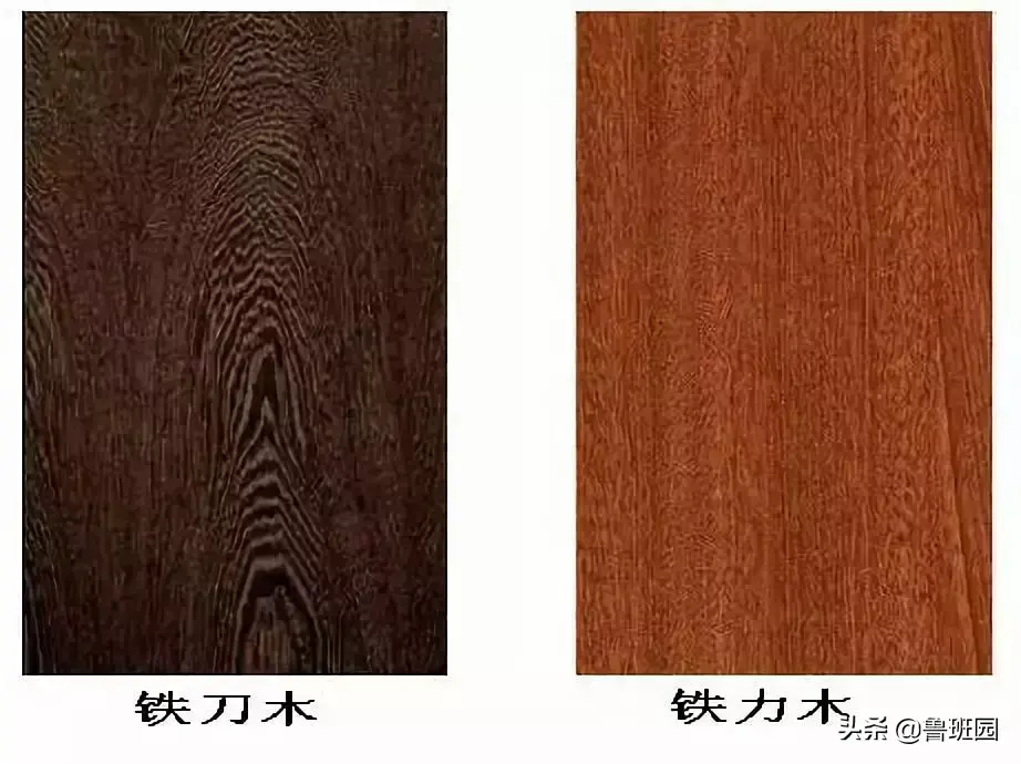 铁力木的功效与作用（铁力木有收藏价值吗）