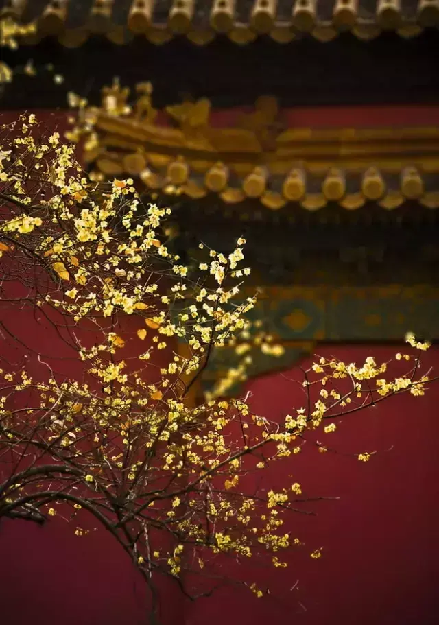 各种花开放的时间（100种常见花的花开时间附图）