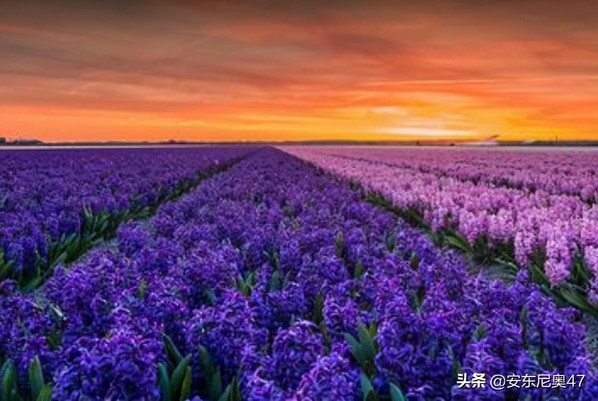 风信子的花语是什么（详解风信子的花语和传说）