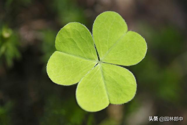 三葉草的含義(三葉草寓意好還是四葉草寓意好)