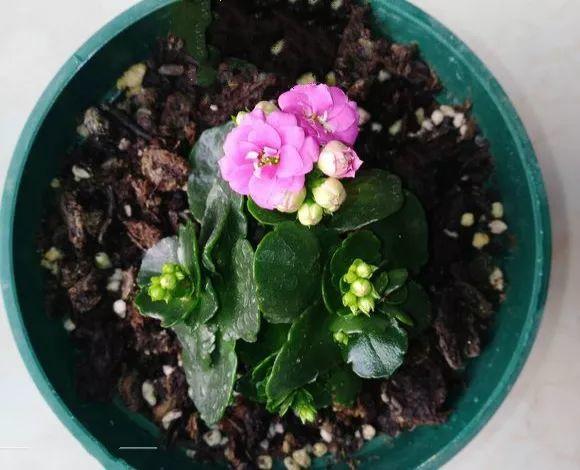 长寿花怎么养才开花（长寿花保姆级养护攻略）