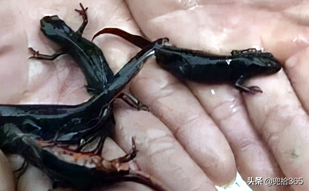 5条长相奇特的"四脚怪鱼",和大鲵非常地相似,简直就是迷你版的娃娃鱼