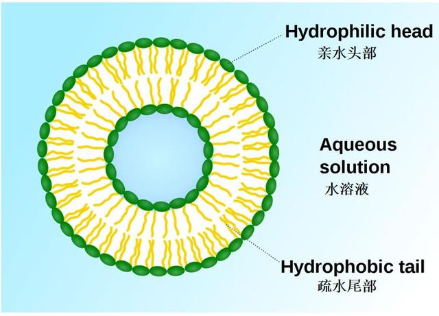 磷脂双分子层(磷脂分子在水和苯中示意图)